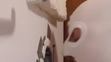 Masked man sucks cock through a hole